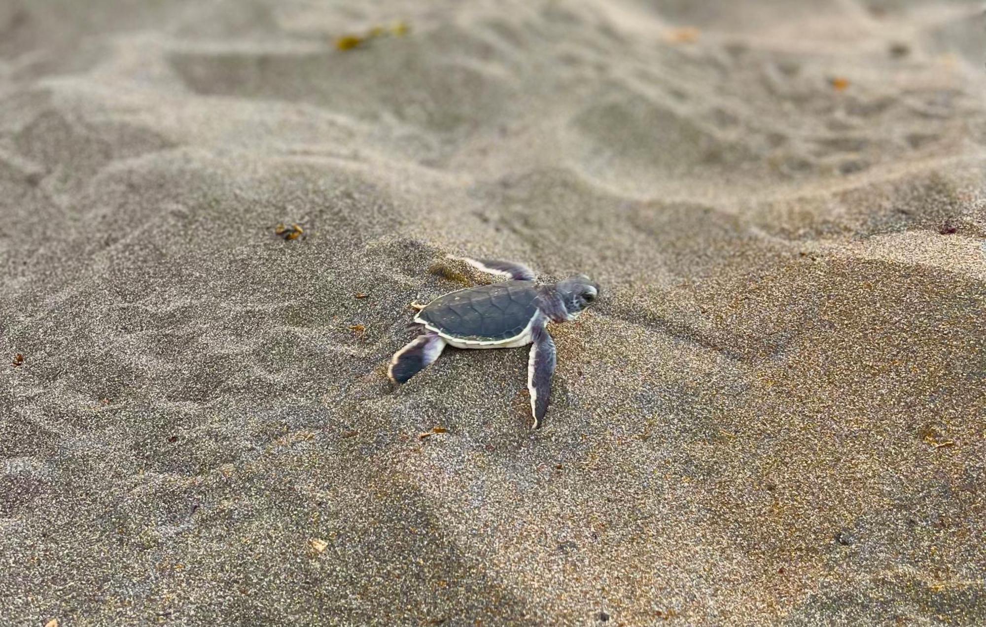 Carey Lodging Tortuguero Zewnętrze zdjęcie
