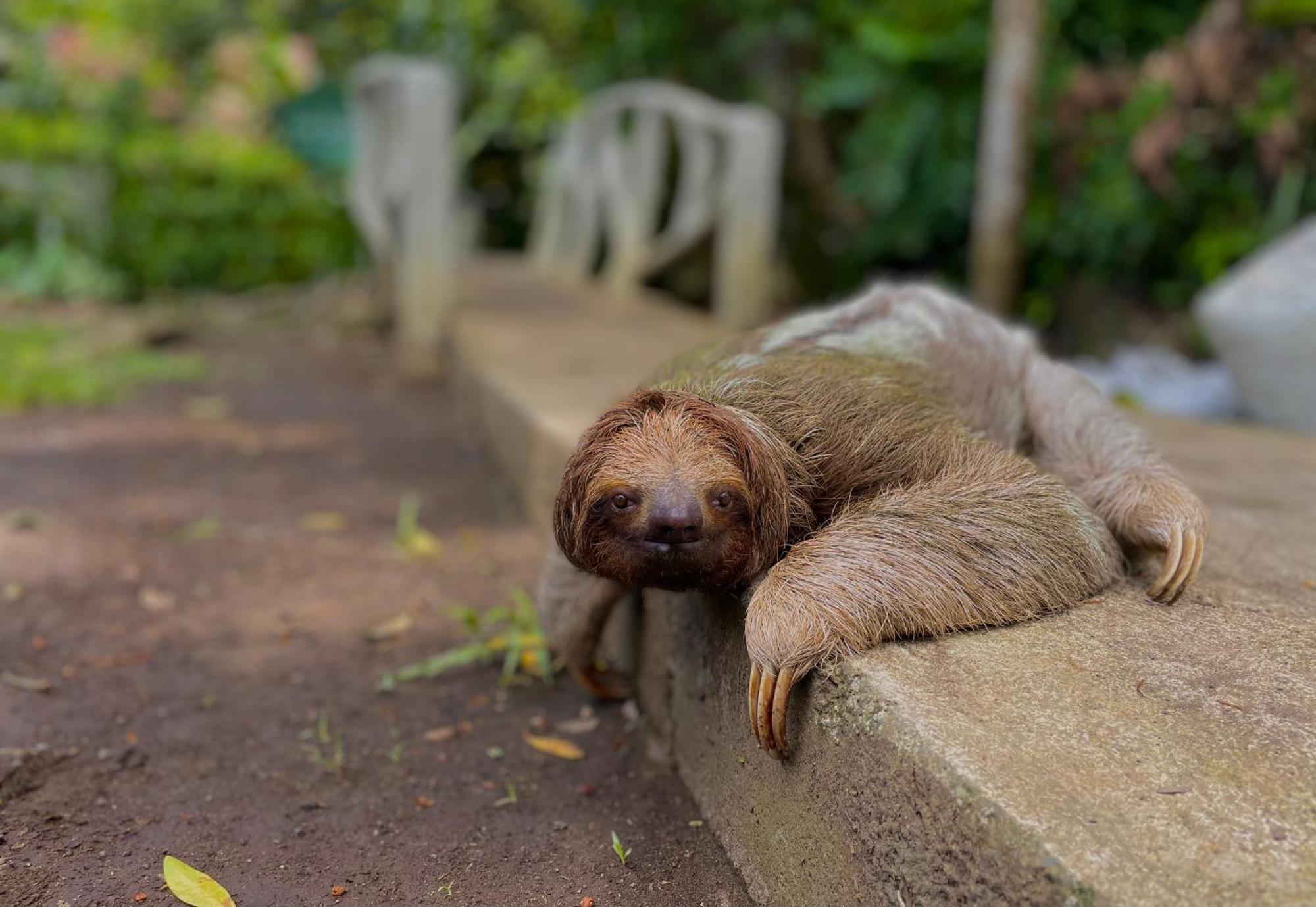 Carey Lodging Tortuguero Zewnętrze zdjęcie