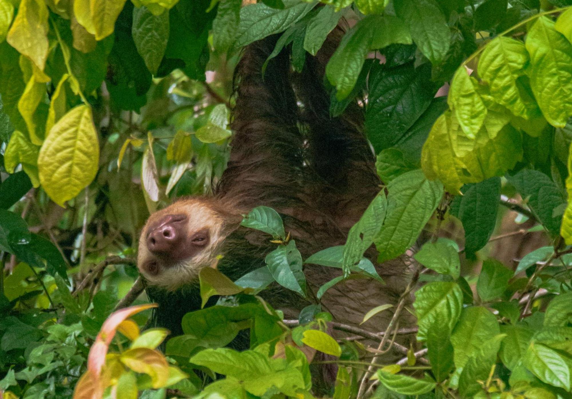 Carey Lodging Tortuguero Zewnętrze zdjęcie