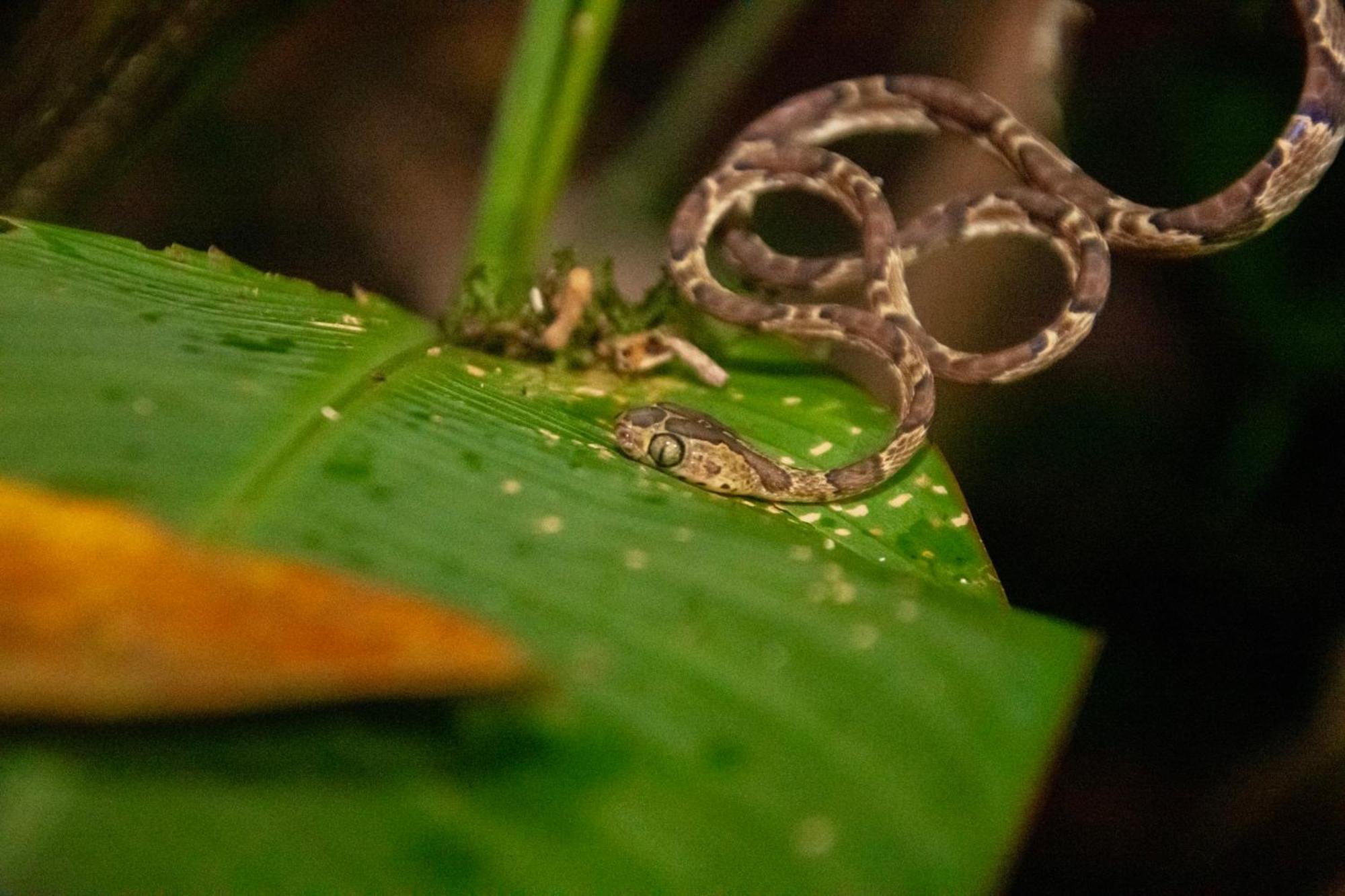Carey Lodging Tortuguero Zewnętrze zdjęcie