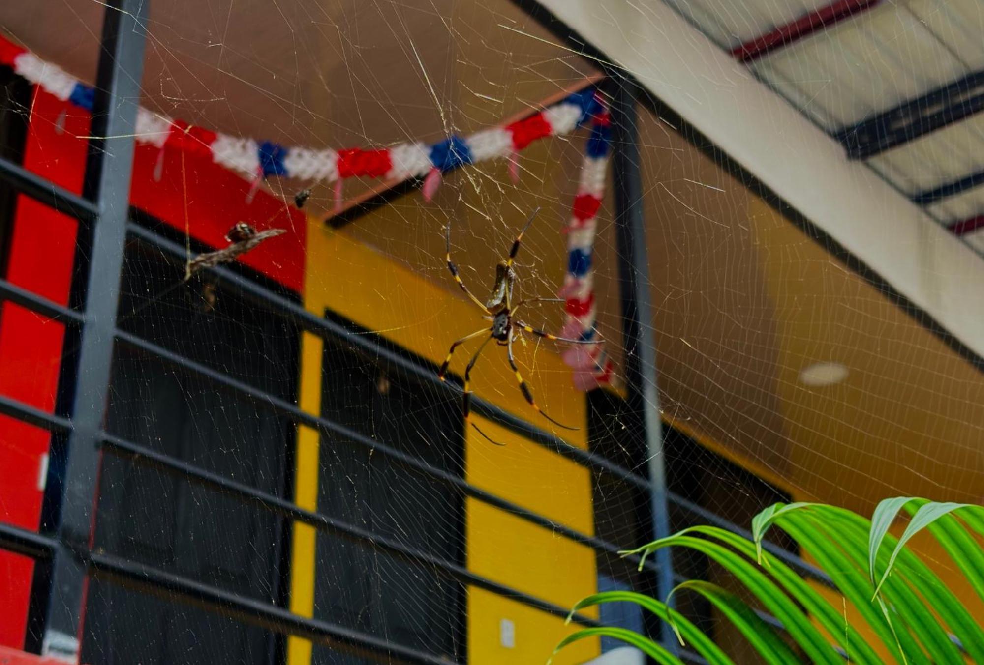 Carey Lodging Tortuguero Zewnętrze zdjęcie